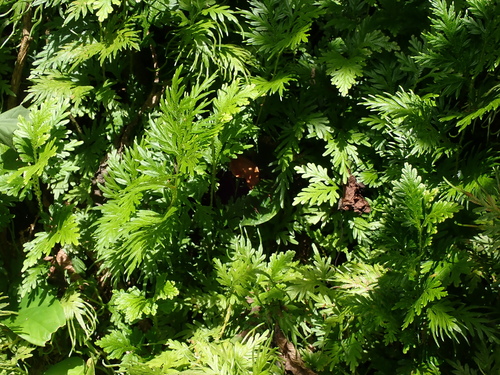 Selaginella plana, photograph 3