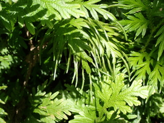(c) Lena Struwe, some rights reserved (CC BY-SA) Selaginella plana, photograph (c) Lena Struwe, some rights reserved (CC BY-SA)