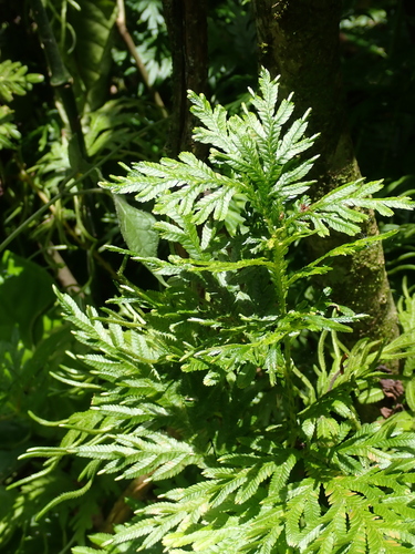 Selaginella plana, photograph 5