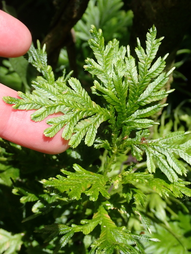 Selaginella plana, photograph 6