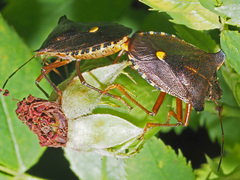 Pentatoma rufipes