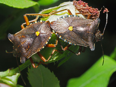 Pentatoma rufipes