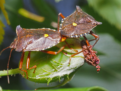 Pentatoma rufipes