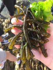 Splachnidium rugosum