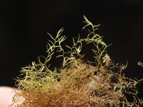 Plagiochila rudischusteri
