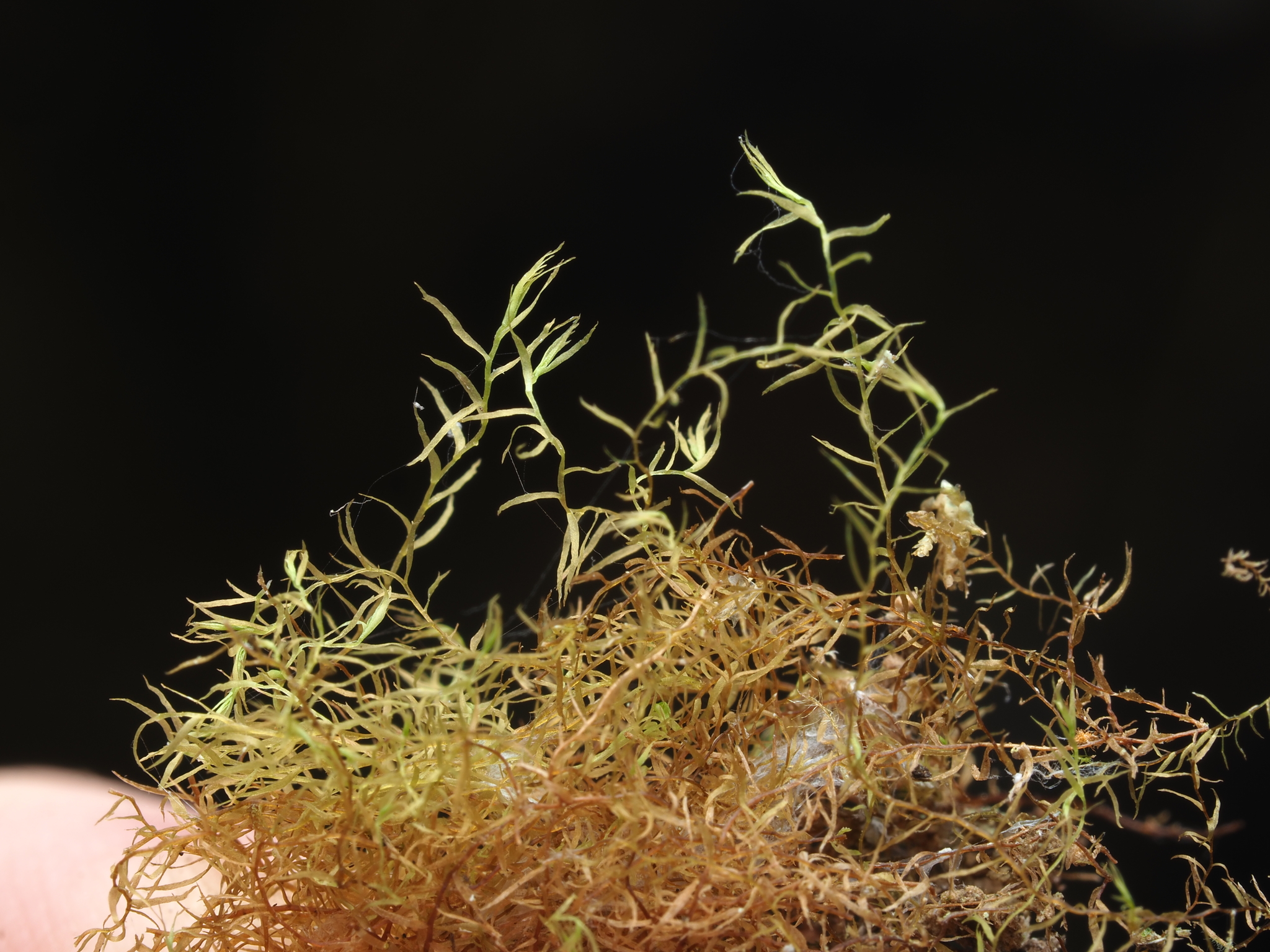 Plagiochila rudischusteri