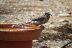 Western Wattlebird photo 5