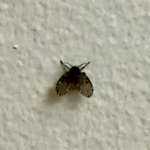 Unknown species found near Trumansburg Rd, Ithaca, NY, US