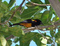 St. Lucia Oriole photo 3