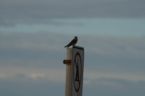 Welcome Swallow