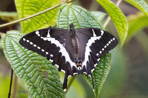 Cream-lined Swallowtail