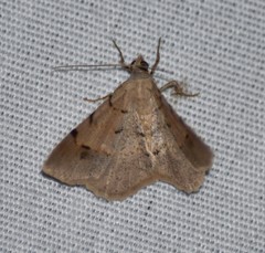 Frederickia flaviterminata