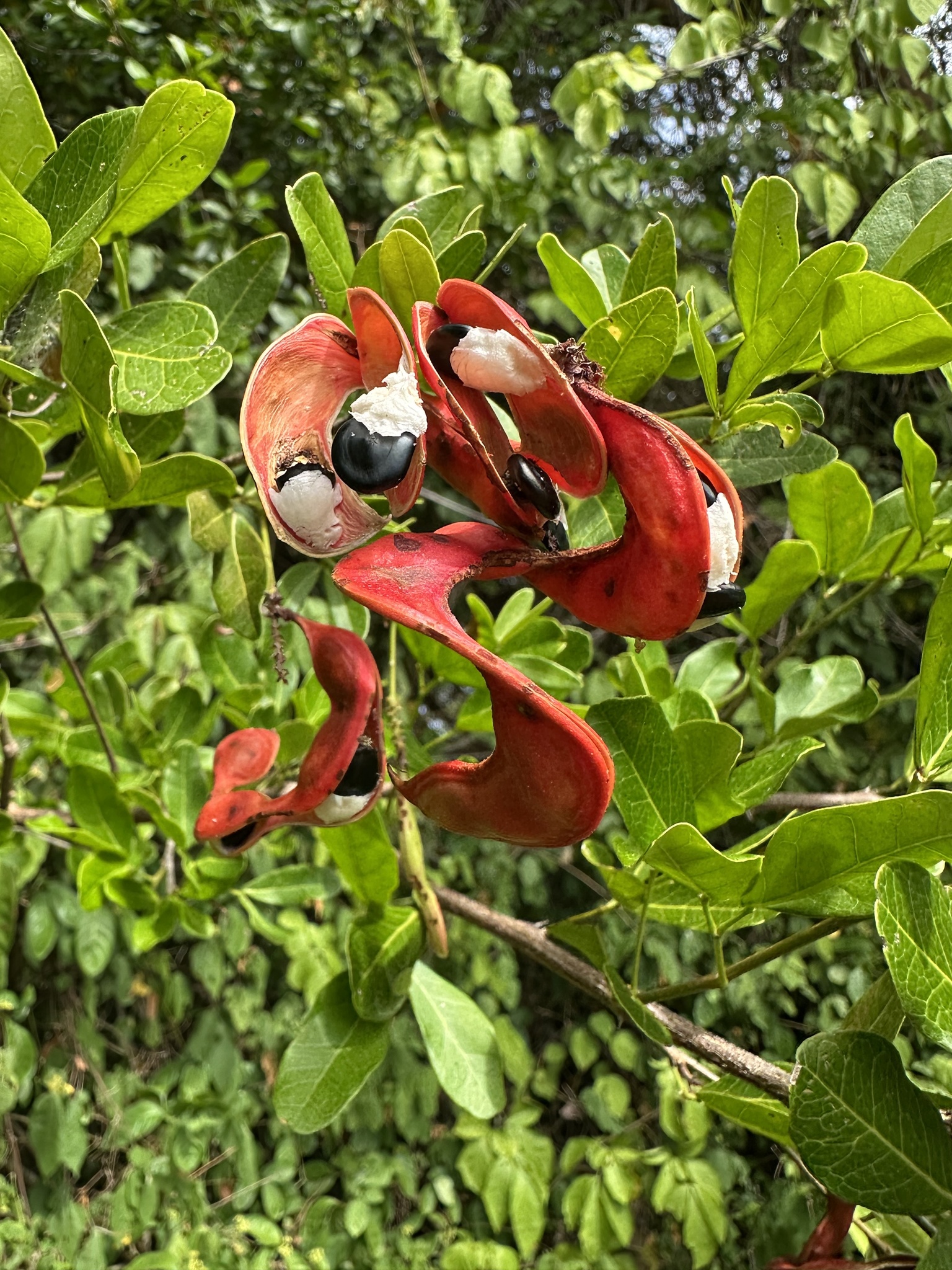 Monkeypod (Pithecellobium dulce)