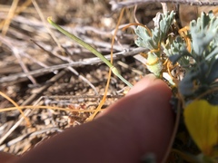 Eschscholzia hypecoides