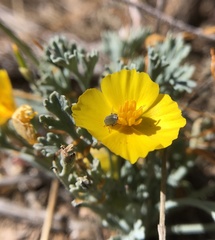 Eschscholzia hypecoides