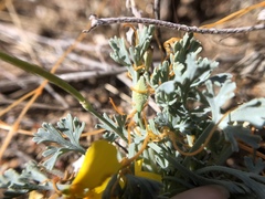 Eschscholzia hypecoides