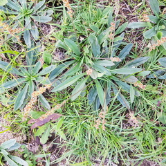 Plantago gaudichaudii