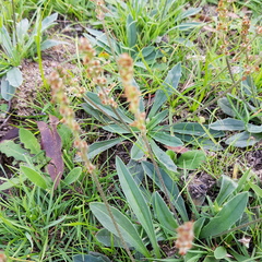 Plantago gaudichaudii