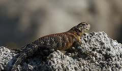 Sceloporus orcutti