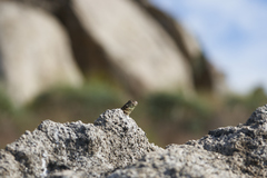 Sceloporus orcutti