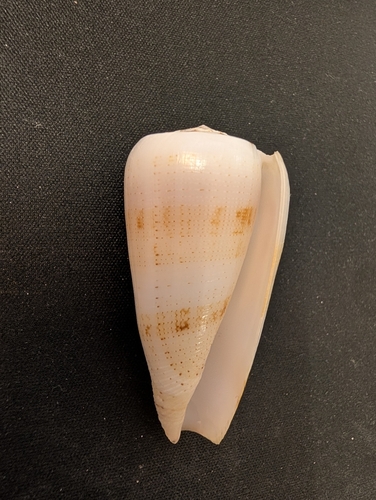 Conus magus observed 2026-03-24