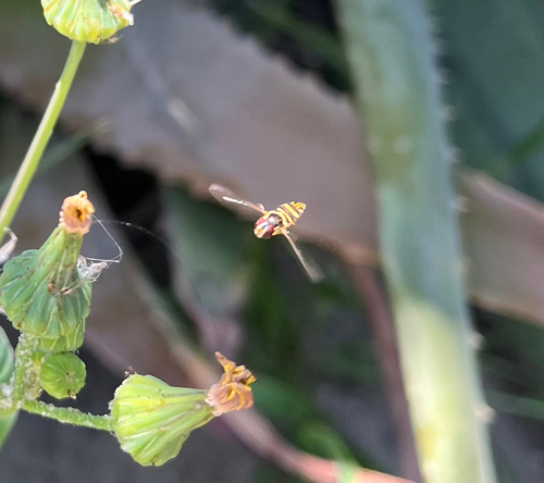 Unknown species found near Rock Springs Pl, Ontario, CA, US