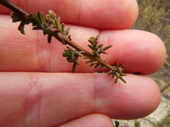 Marasmodes fasciculata