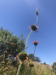 Leonotis nepetifolia nepetifolia