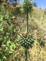 Leonotis nepetifolia nepetifolia