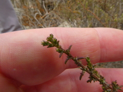 Marasmodes fasciculata
