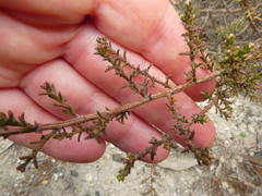 Marasmodes fasciculata