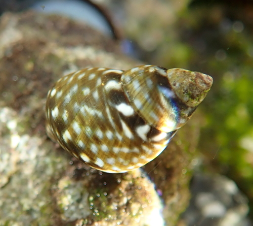 Checkered Periwinkle