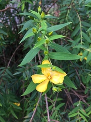 Hypericum geminiflorum
