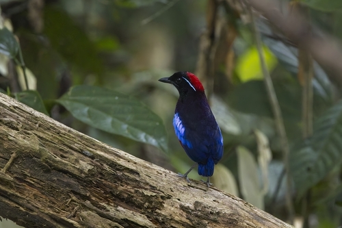 Garnet Pitta