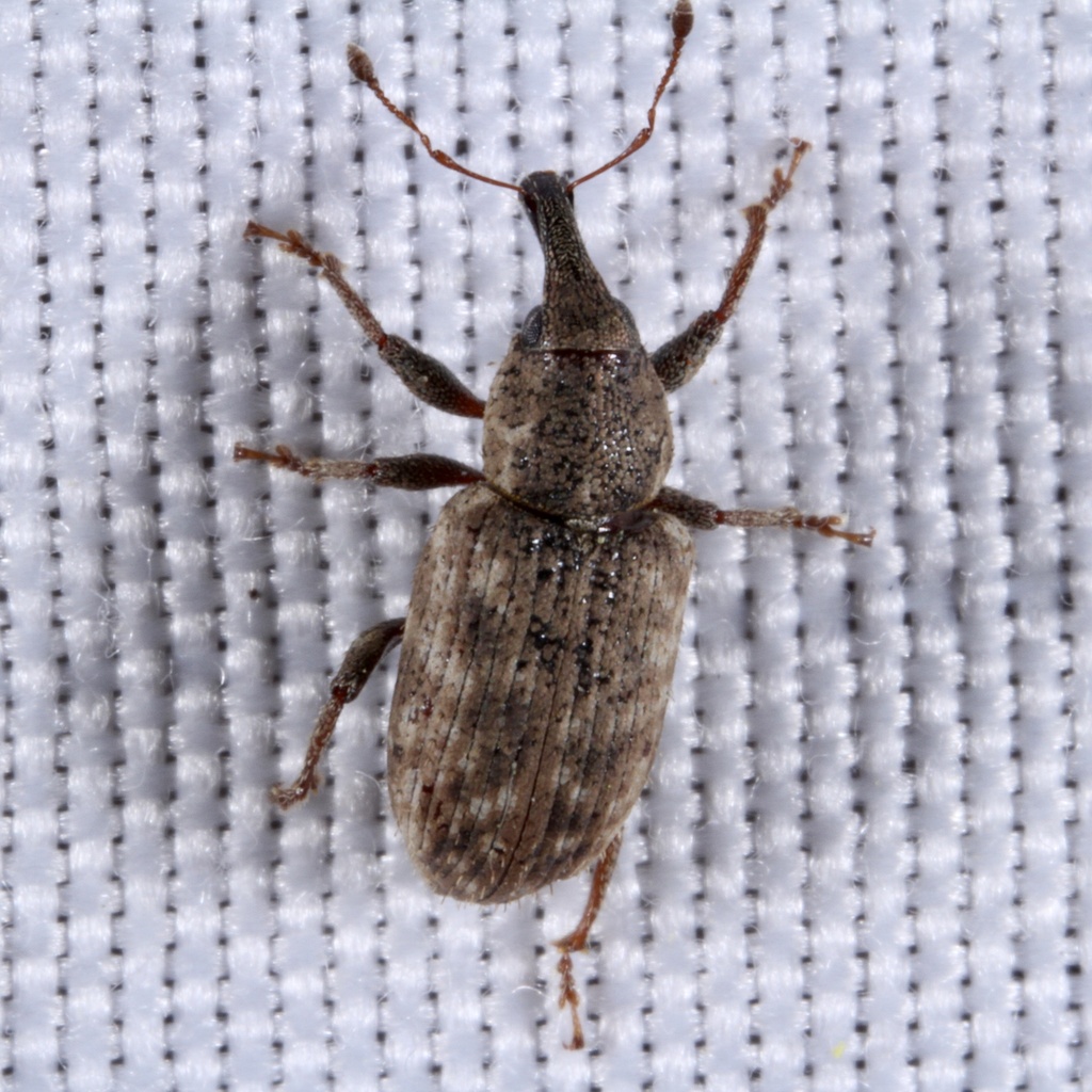 Listronotus humilis