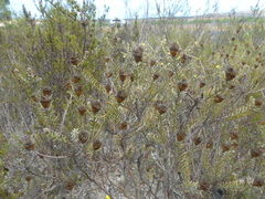 Oedera fruticosa
