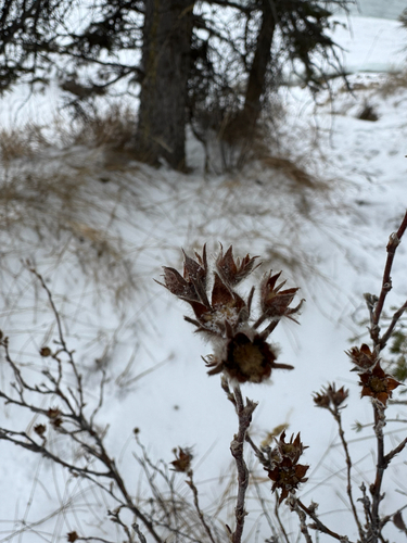 shrubby cinquefoil (Dasiphora fruticosa)