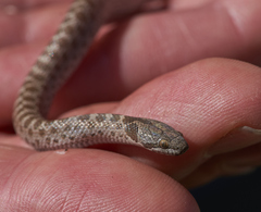 Hypsiglena ochrorhynchus klauberi