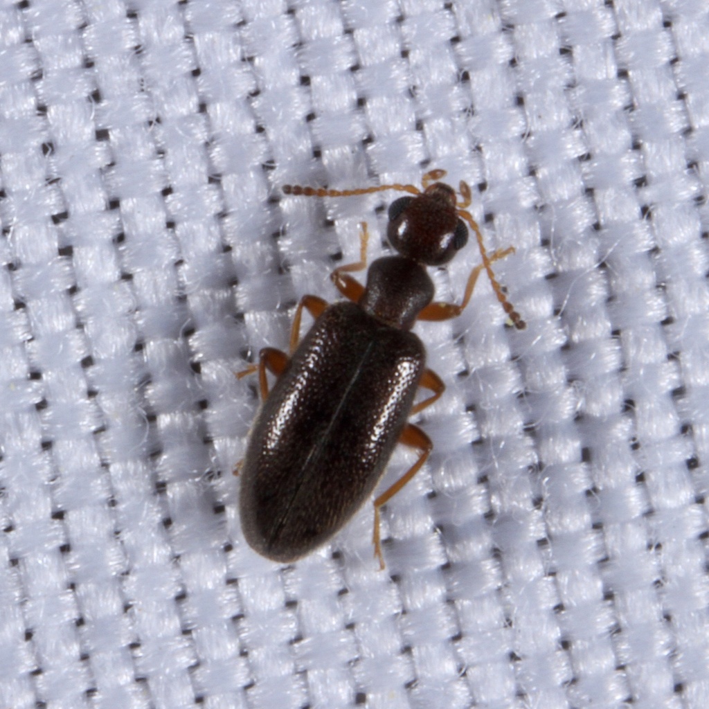 Sapintus pubescens