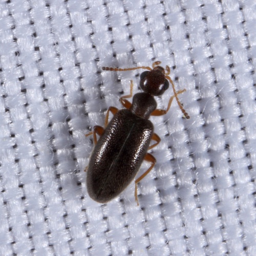 Sapintus pubescens