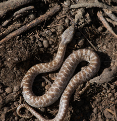 Hypsiglena ochrorhynchus klauberi