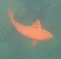 Hypsypops rubicundus