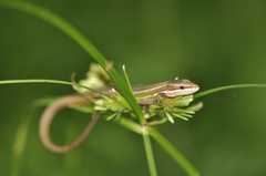 Takydromus viridipunctatus