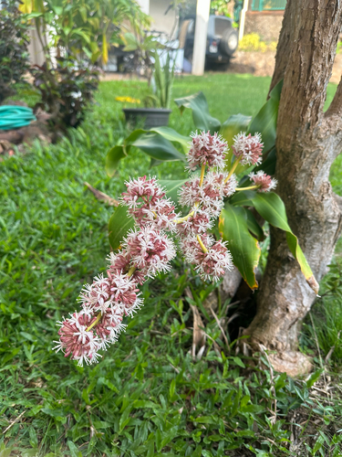 Dracaena fragrans, 2026-03-22