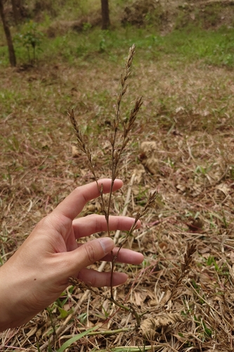 Dog's-Tongue (Pseudelephantopus spicatus)