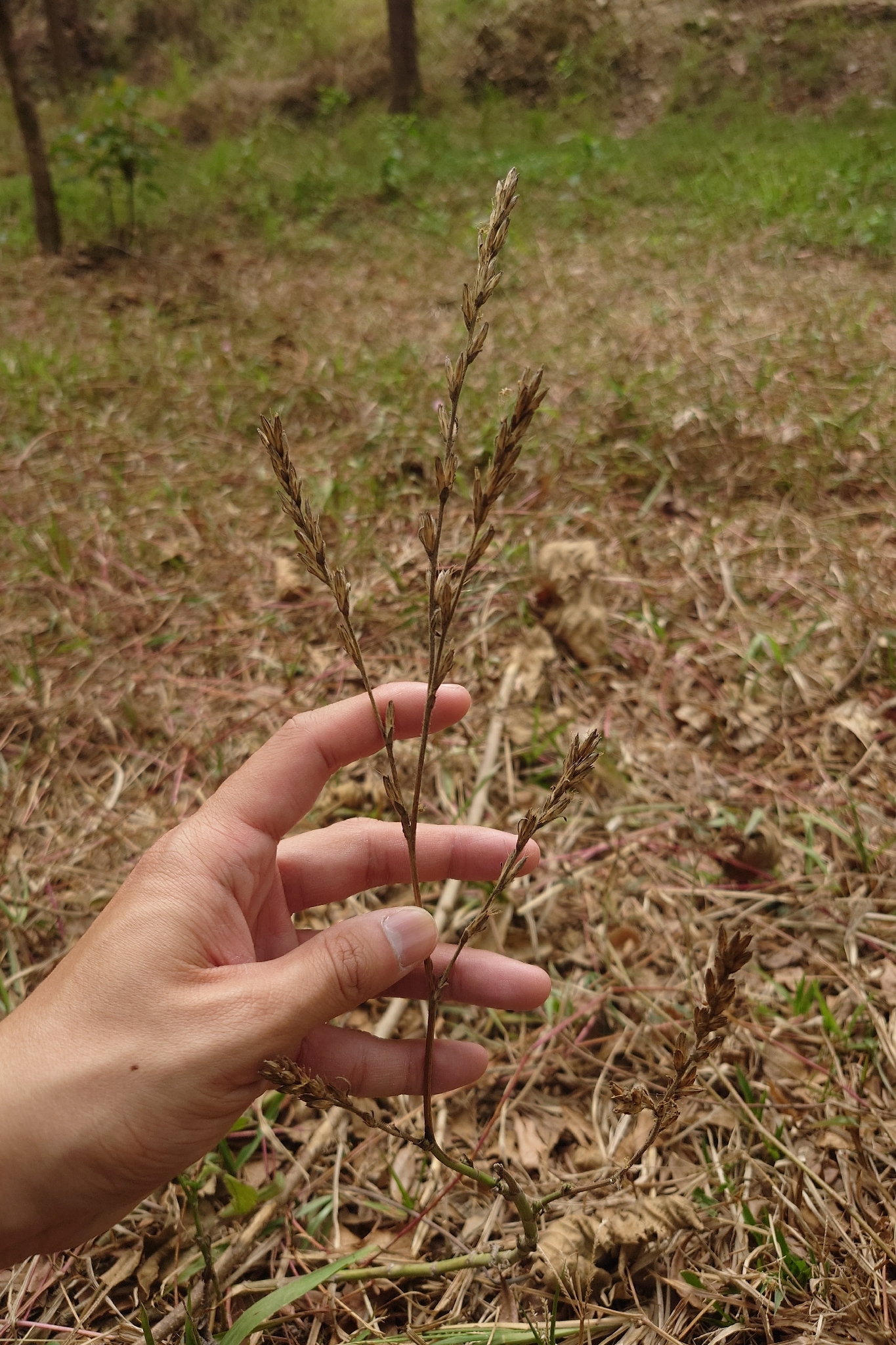 Dog's-Tongue (Pseudelephantopus spicatus)