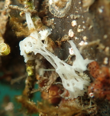 Porifera