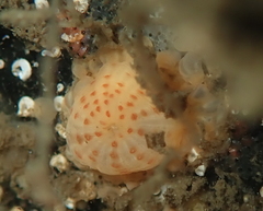 Anthopleura mariae