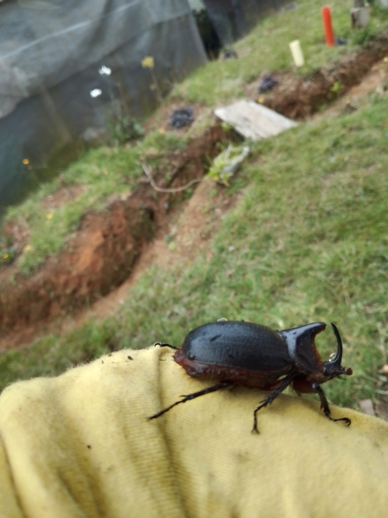 Heterogomphus schoenherri