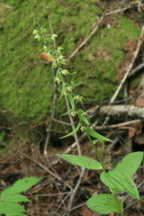 Epipactis papillosa